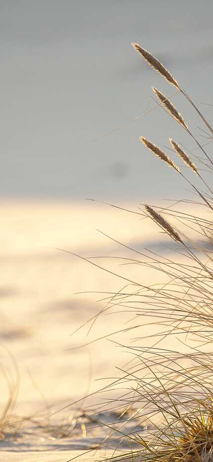 Trockenes Dünengras weht sanft im Wind auf einem sonnigen Sandstrand und schafft eine friedliche Küstenlandschaft.