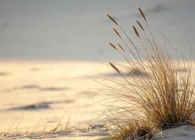 Golden beach grass sways gently in the breeze on a sunlit sand dune, capturing the essence of a serene coastal landscape.