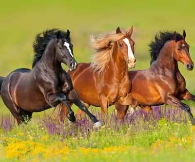 Horse riding  | © Shutterstock