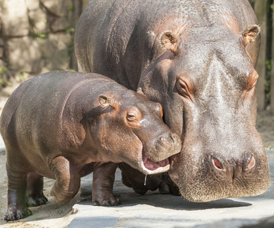 Zoo Duisburg | © Foto: Shutterstock